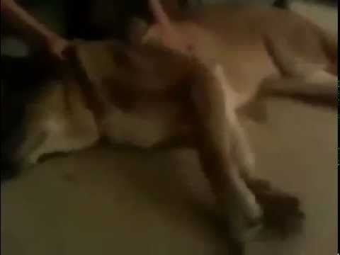 how to control epilepsy in dogs