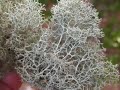 Reindeer lichen -Cladonia rangiferina-