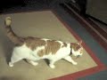 Smart cat plays fetch!