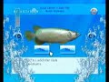 My Aquarium (WiiWare) - PlanetNintendo.it\