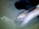 muscle my bearded dragon