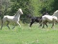 Arabian Spanish Norman Saddlebred Cremello videos