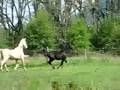 Arabian Spanish Norman Saddlebred Cremello videos