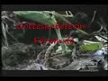 Gottesanbeterin / Mantis attackiert Schlange