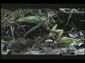 Gottesanbeterin / Mantis attackiert Schlange
