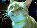 Gingi got the sneezes