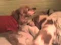 Basset Hound v/s Cocker Spaniel (Round 1)