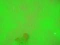 videos de alejandro botubol, Thor busca!!