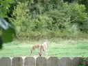 Backyard deer