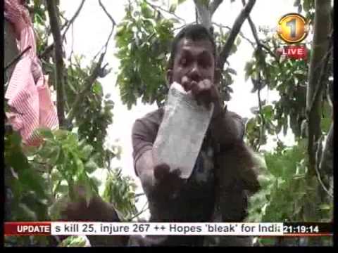 English MTV News