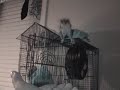 My sugar glider Dolce jumping 2