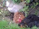 Chickens dustbathing Chickens dustbathing