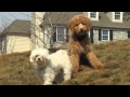 VisionKennelPoodles.com - Red Standard Poodles For Sale in PA (Pure Bred)