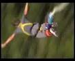 Youngest Jumper at Highest Bungy