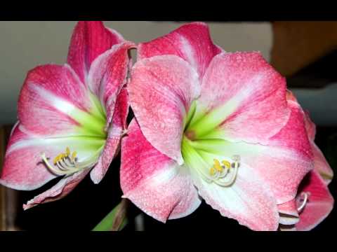 how to harvest clivia seeds