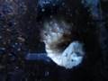 videos de Flower Beetle Pupation...Day 5