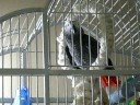 An African Grey that is a Toronto Maple Leaf Fan
