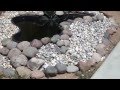 Starter Pond