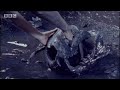 BBC: American Lion - Ice Age Death Trap