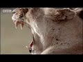 BBC: American Lion - Ice Age Death Trap