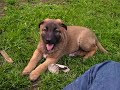 ZOILO PERRO DEL OZZI