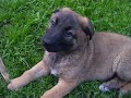 ZOILO PERRO DEL OZZI