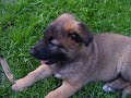 ZOILO PERRO DEL OZZI