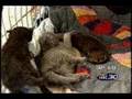 Orphan puppy adopted by cat