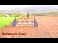 Ballingore Black from Exmoor Eventing