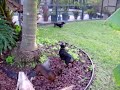 Dachshunds after squirrel Dachshunds after squirrel