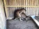 Mating Kangaroos