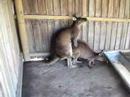 Kangaroos Mating at Ballarat Kangaroos Mating at Ballarat