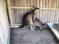Kangaroos Mating at Ballarat