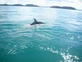 Snorkeling trip interrupted by a pod of Orcas. Watch the baby take aim and blow!