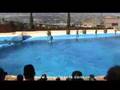 Benidorm Alicante Spain Dancing Dolphins