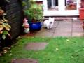 Alfie and me