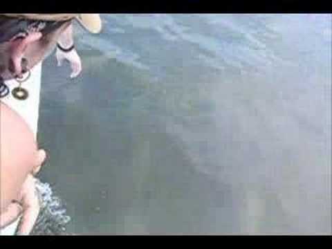 Dolphin Watching