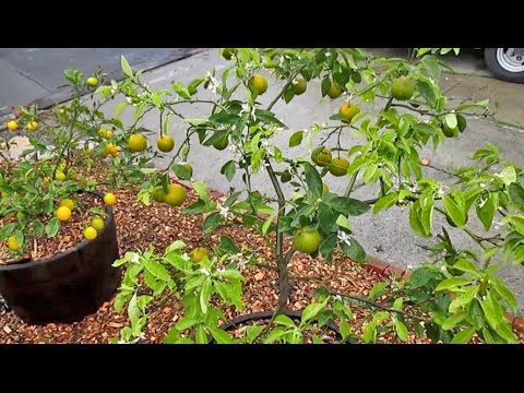 Best Fruit Trees to Grow in Containers & Why?