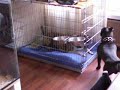 Staffie