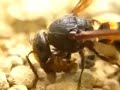 神社の境内で巣材集めに飛来するエントツドロバチ（オオカバフスジドロバチ）♀を観察。同一個体かと思ったら少なくとも二匹が通って来ていました。大体同じ場所を掘るようだ。乾いた土に水を吐き戻して湿らせ、大顎と前脚だけで泥団子を丸め巣に運ぶ。掘り始めたら至近距離に迫るカメラのレンズも気にしないようだが、作業前にこちらが不用意に動くと飛んで逃げしばらく戻らない。泥団子を咥えて飛び去る後を何度も追いかけたものの、建築中の巣の位置は突き止められませんでした。それにしてもすごい顎の力だ。シーズン終了時には磨り減ってしまっているのではないだろうか。ドロバチは歯が命！Female mason wasp (Orancistrocerus drewseni, family Eumenidae) digging ground with her jaws to collect dirt pies for building material of her nest.  I sat tight on the ground at a shrine for about 1.5 hrs to record this fascinating instinctive behavior.  Late-July, 2007 in Japan.Music : Kinder Atom - Ladies (Directions Soft Mix)