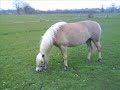 Mein Haflinger Haily