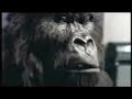 monkey-drummer.html