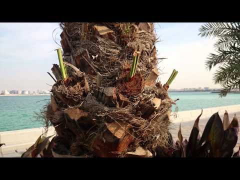 how to use xperia t camera