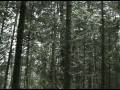 Consonance/Dissonance
