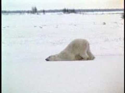 原來TAKARA TOMY 睡覺的動物園 之 睡覺北極熊是這樣來的？！誤~~