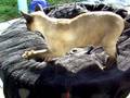 videos de Lorenzo's Thai massage (Siamese massage)