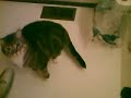 Tommy my cat an me, with shaver.. LOLZ RELY FUNNY! :]