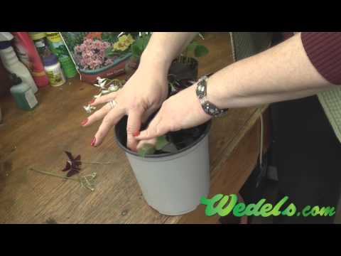how to transplant shamrock plant
