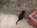 Boo the Cat