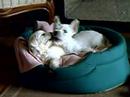 Milou y Lemi Milou y Lemi